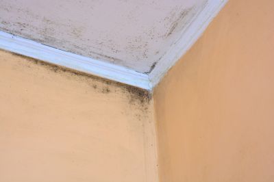 Prevent Mold and Mildew Growth!